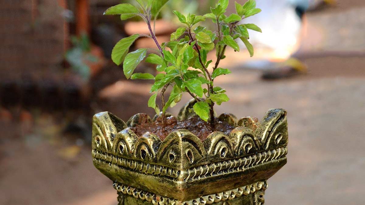 Tulsi Leaves Rules | तुलसी के लिए नियम | Tulsi Kis Din Na Toden | never do  these things with tulsi | HerZindagi