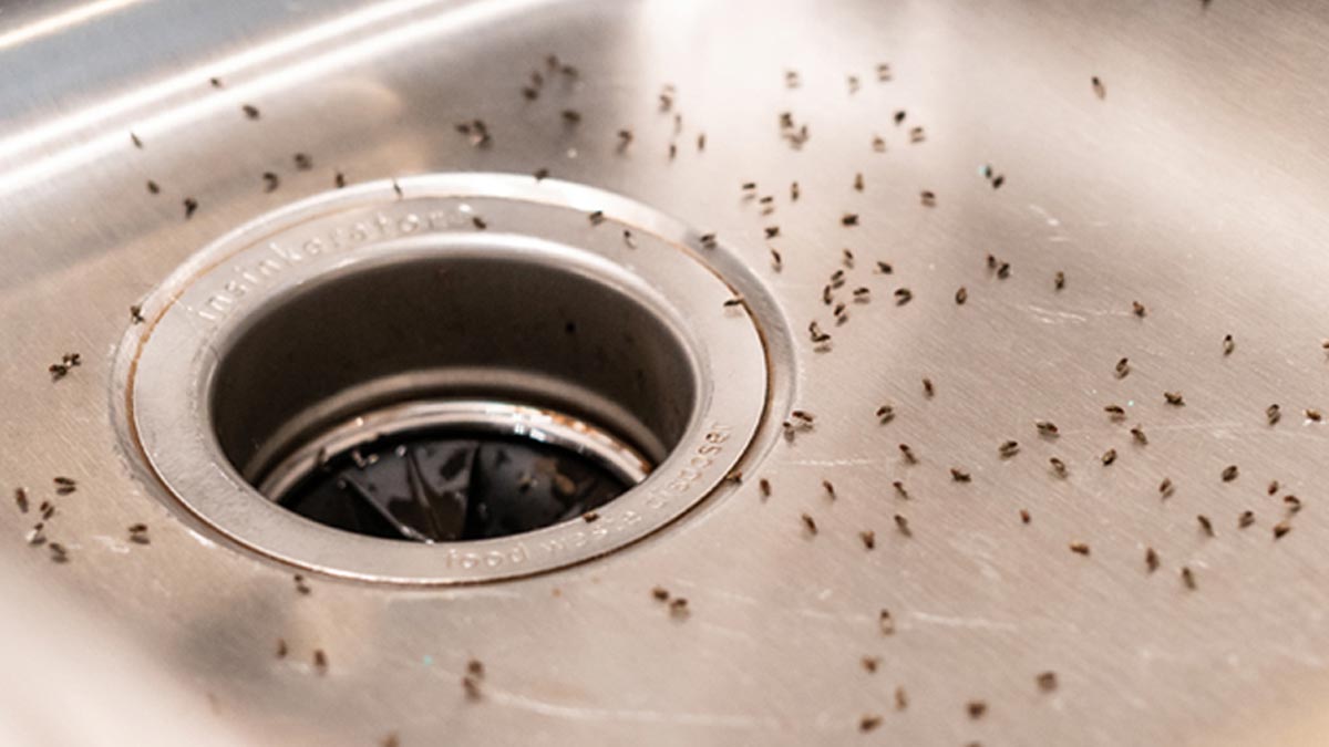 uses of onion for insect inside 