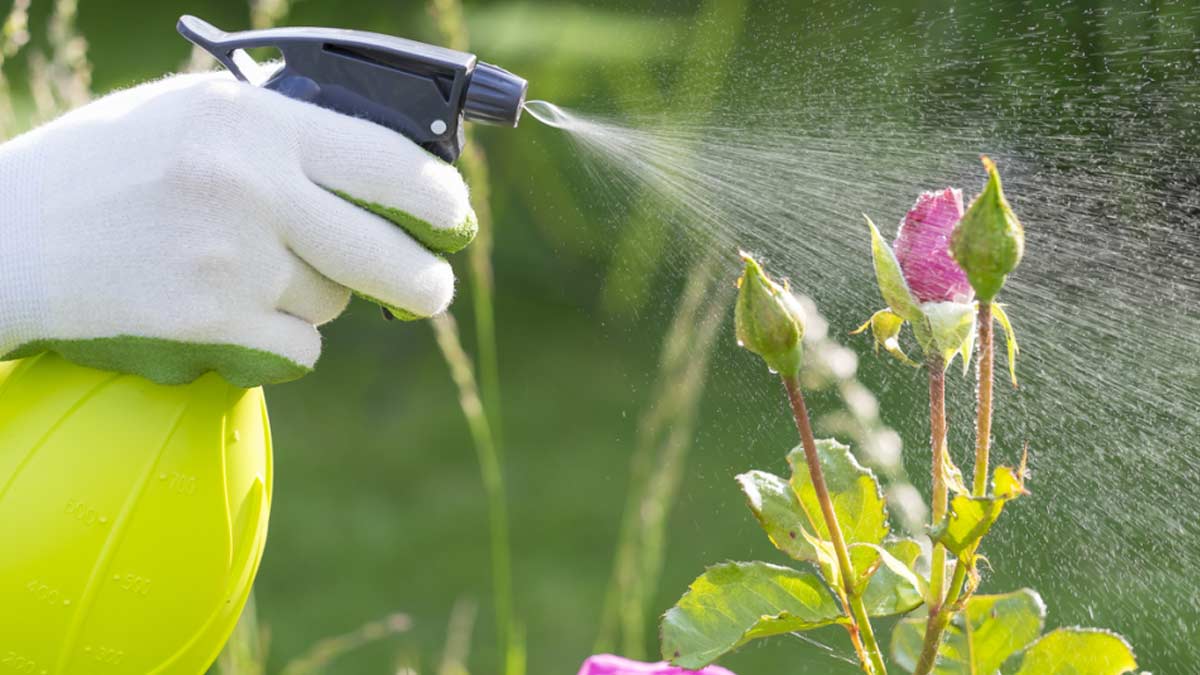 uses of onion for plant inside 