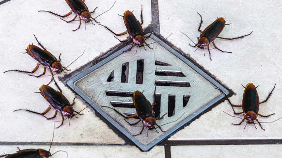 uses of onion inside 