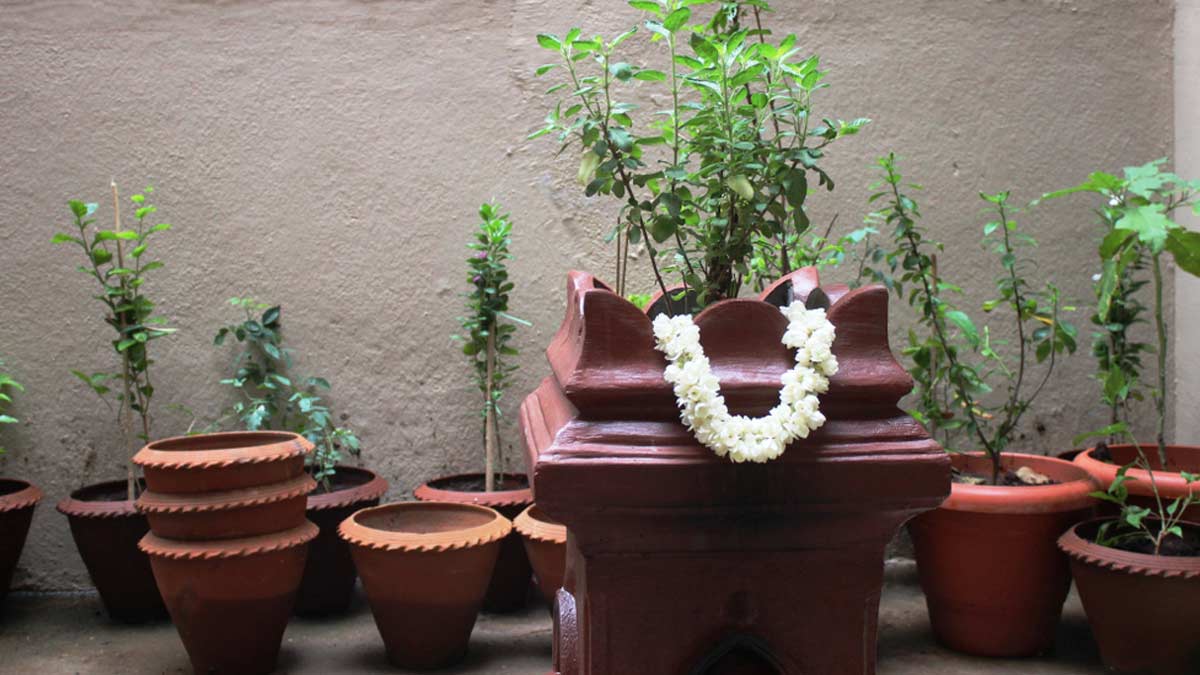 which colour chunri offer to tulsi plant