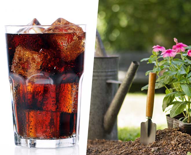 Coca Cola uses in garden