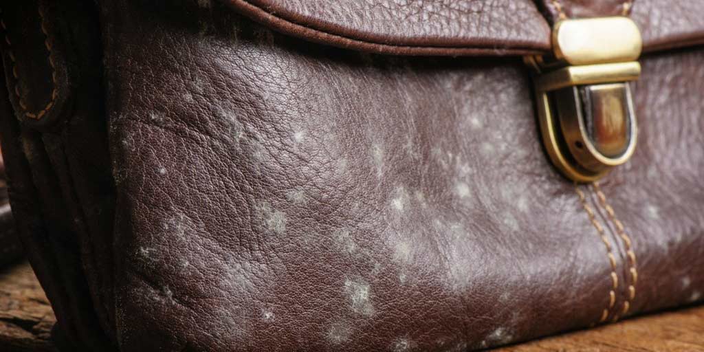 how-to-remove-fungus-from-leather-bag-in-hindi