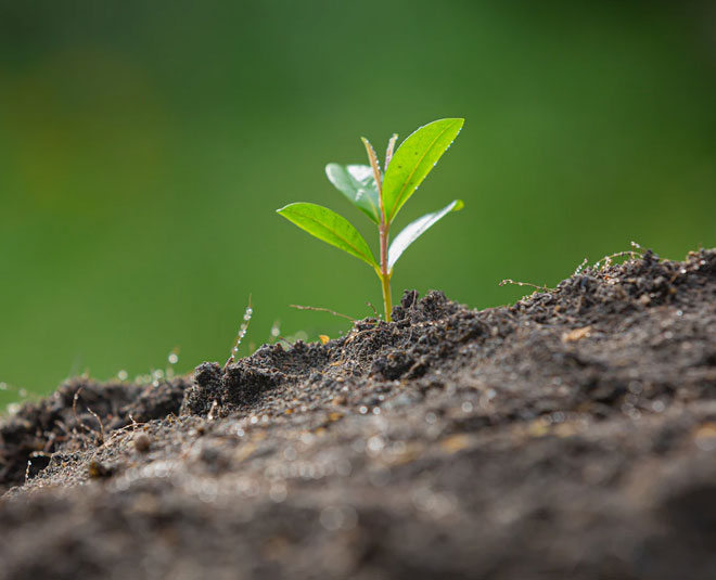 Homemade Organic liquid spray for plant
