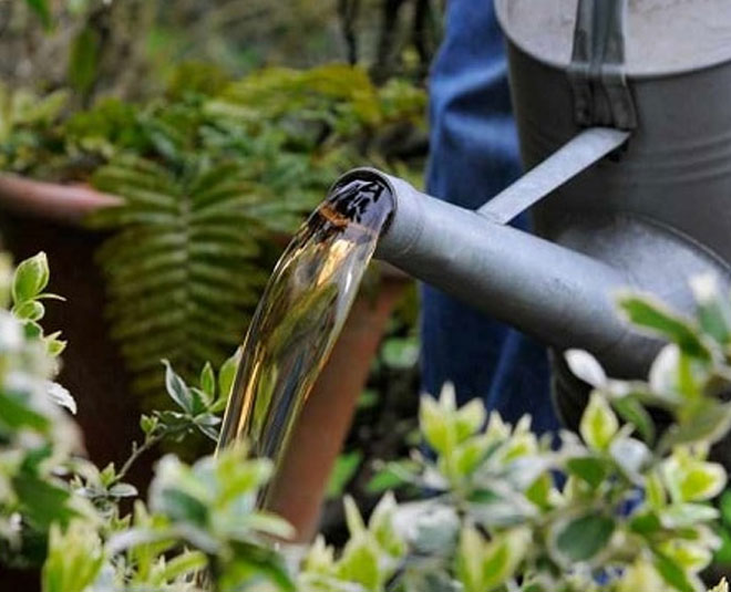 Homemade organic liquid fertilizer