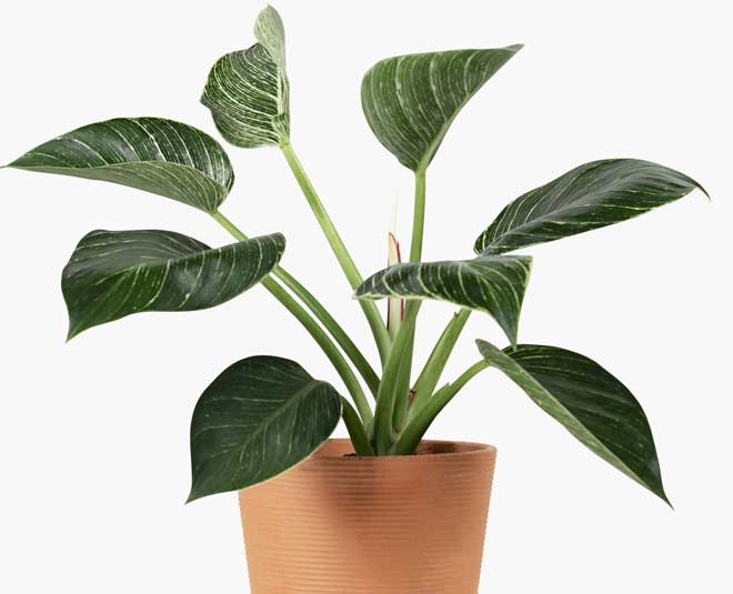 signs-that-your-houseplant-is-not-getting-enough-sunlight-in-hindi