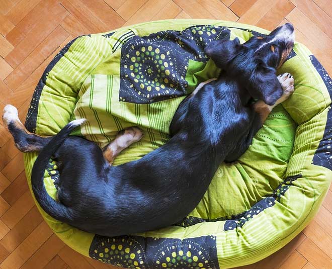 Know How To Wash Dog Bed In Hindi
