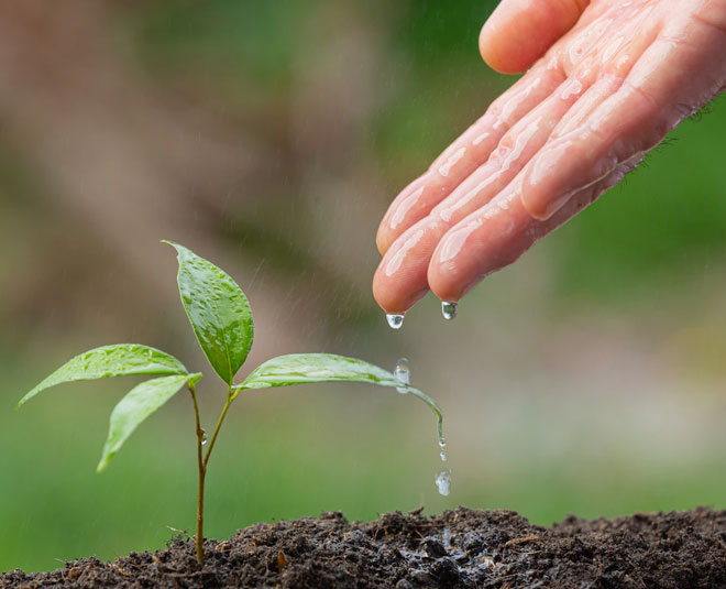 Organic Liquid spray for onion