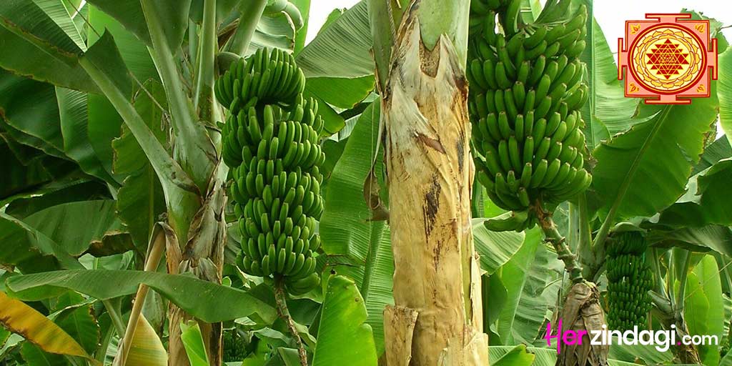 5 Sentences About Banana Tree In Hindi