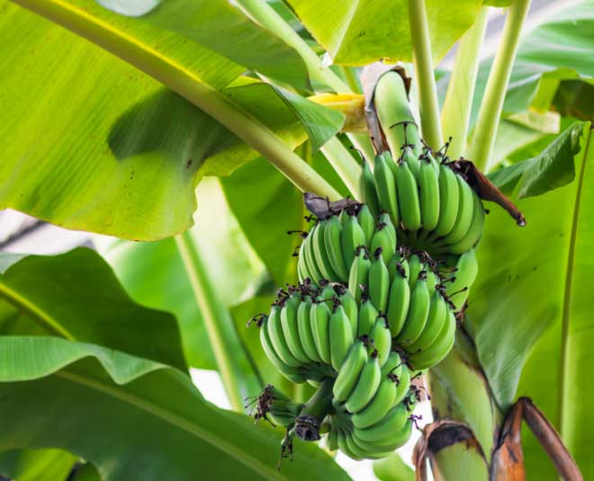 Vastu Tips For Planting Banana Tree In Hindi केले का पौधा लगाने के लिए वास्तु kele ke paudhe