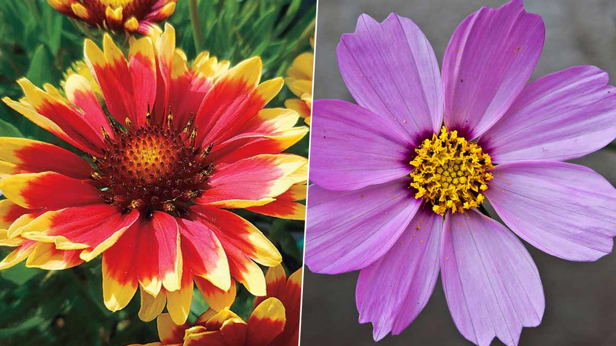 Best Summer Flowers To Grow In Your Garden In Hindiगर्मियों के मौसम के