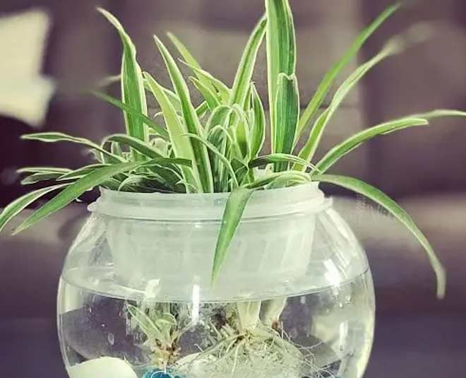 best water plants for home decoration ()