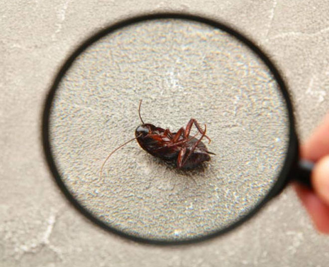 cockroaches remedy boric acid