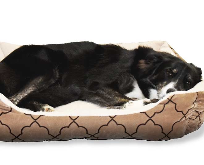 dog bed cleaning tips