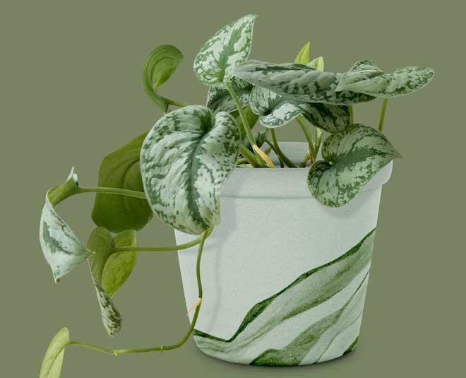 home decoration water plants ()