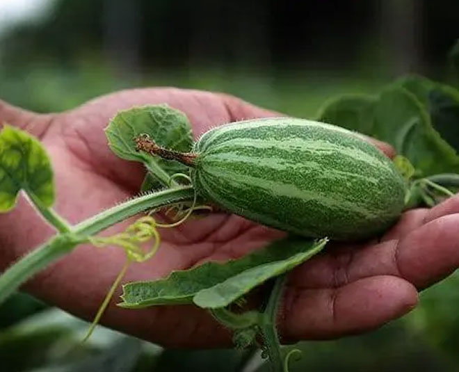 grow-pointed-gourd-parwal-ka-paudha-uggayen-how