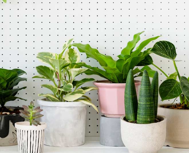 Cool Indoor Plants for Summer |पौधों की देखभाल कैसे करें| Ghar Ke Liye  Khoobsurat Paudhe-आपके घर के लिए 'कूलर' का काम कर सकते हैं ये इंडोर प्लांट्स