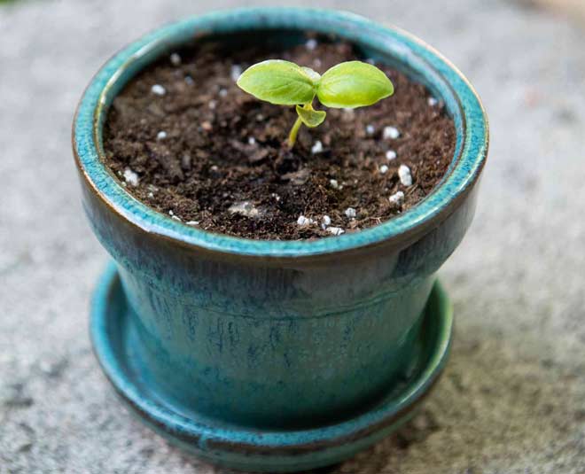 know about sweet basil plant and how to grow Inside 