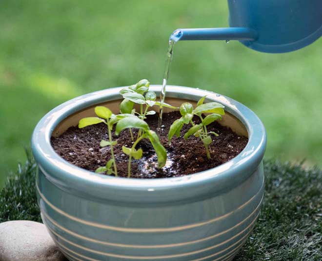 know about sweet basil plant and how to grow Inside 