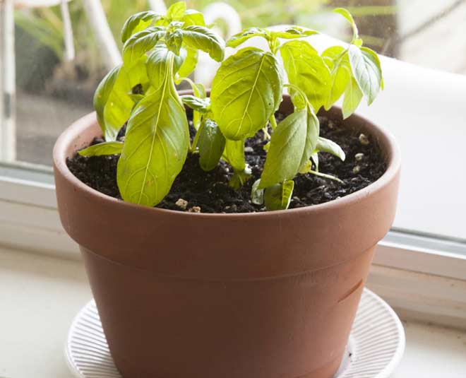 Know About Sweet Basil Plant And How To Grow In Hindi know about