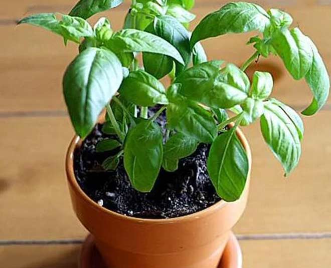 Know About Sweet Basil Plant And How To Grow In Hindi know about