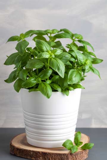 Know About Sweet Basil Plant And How To Grow In Hindi know about