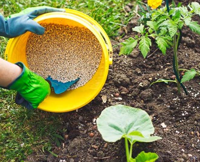 organic liquid fertilizer with onion