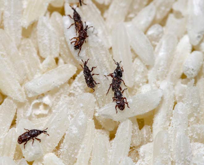 rice insects get rid of
