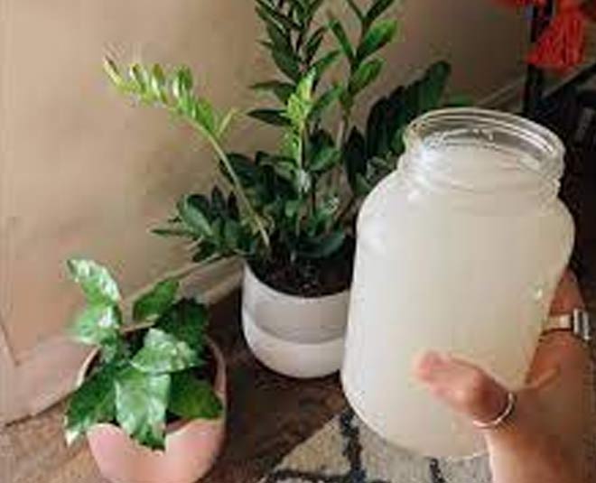 rice starch amazing fact