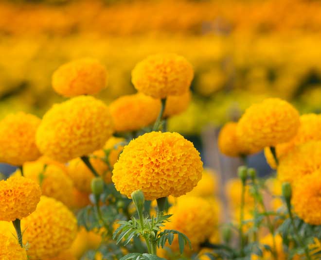 shahnaz husain skin care tips for holi