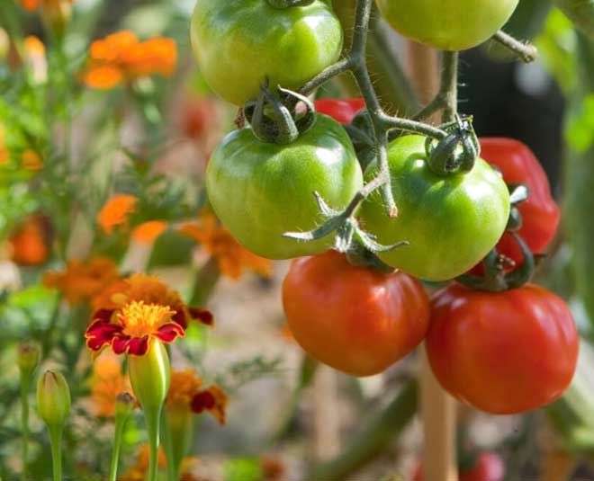 summer fruits and vegies