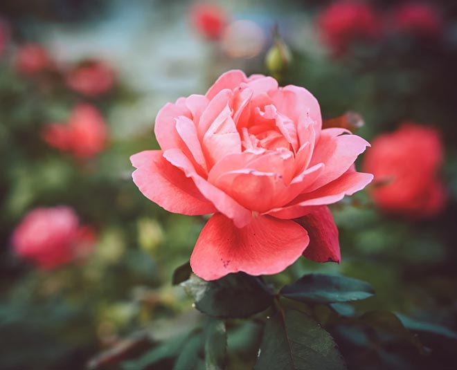गर्मियों में भी गुलाब के पौधे में खिलेंगे ढेरों फूल, बस अपनाएं ये ट्रिक्स