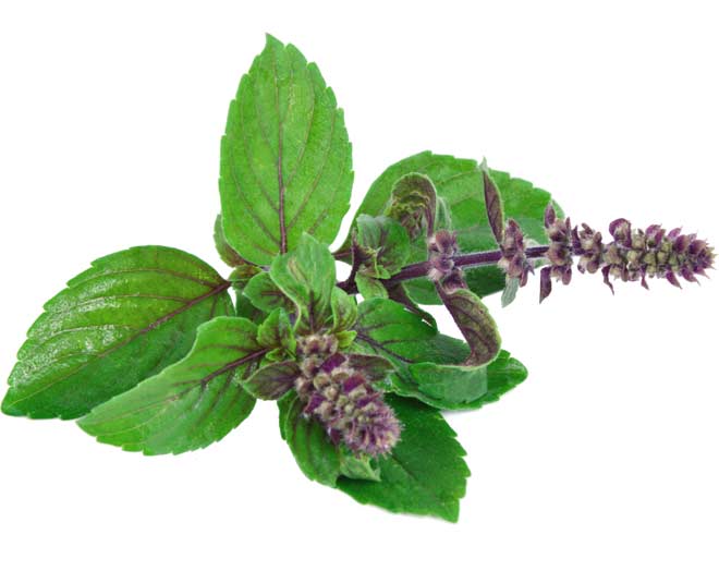 tulsi  dry  leaf astro  remedies  in  hindi
