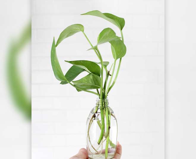 water plants for home decoration in hindi ()