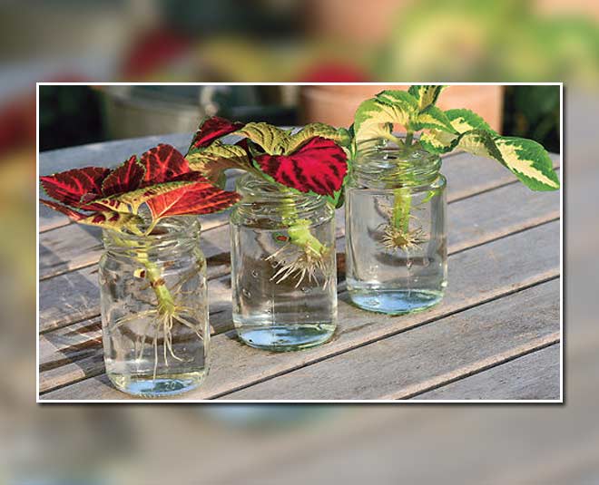 water plants for home decoration in hindi ()