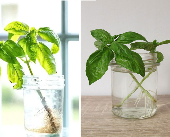 पानी में उगने वाले पौधे Pani me ugane wale edible plants Edible