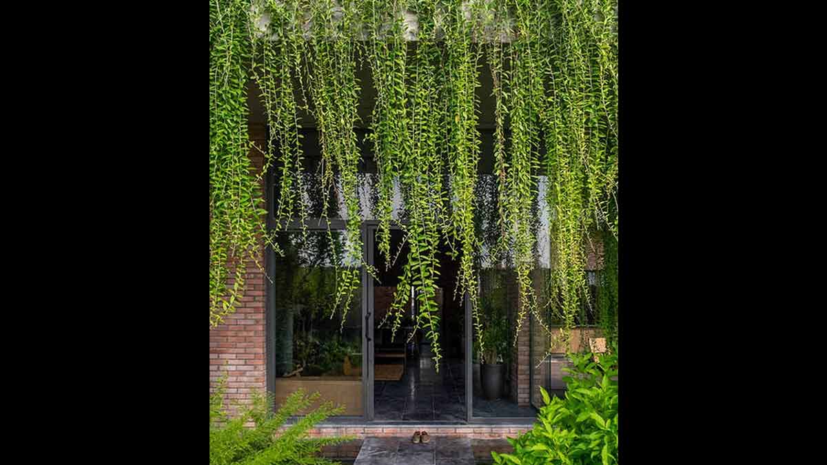 Cucumber plant curtians in hindi