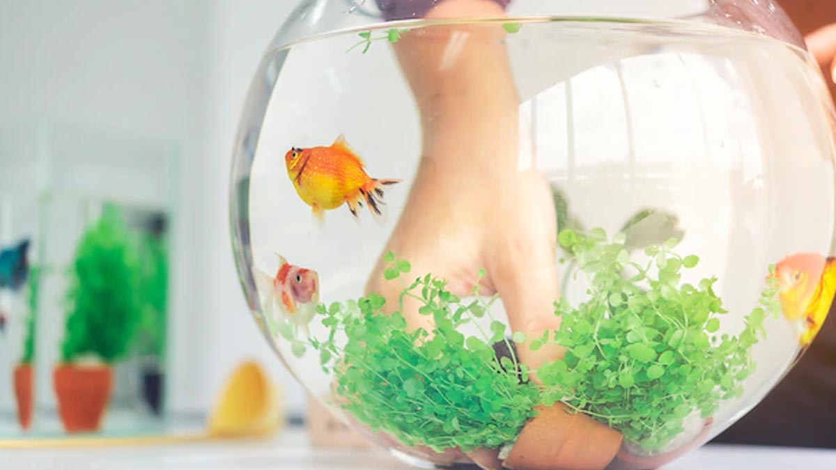 How Do You Take Care Of A Goldfish For Beginners ()