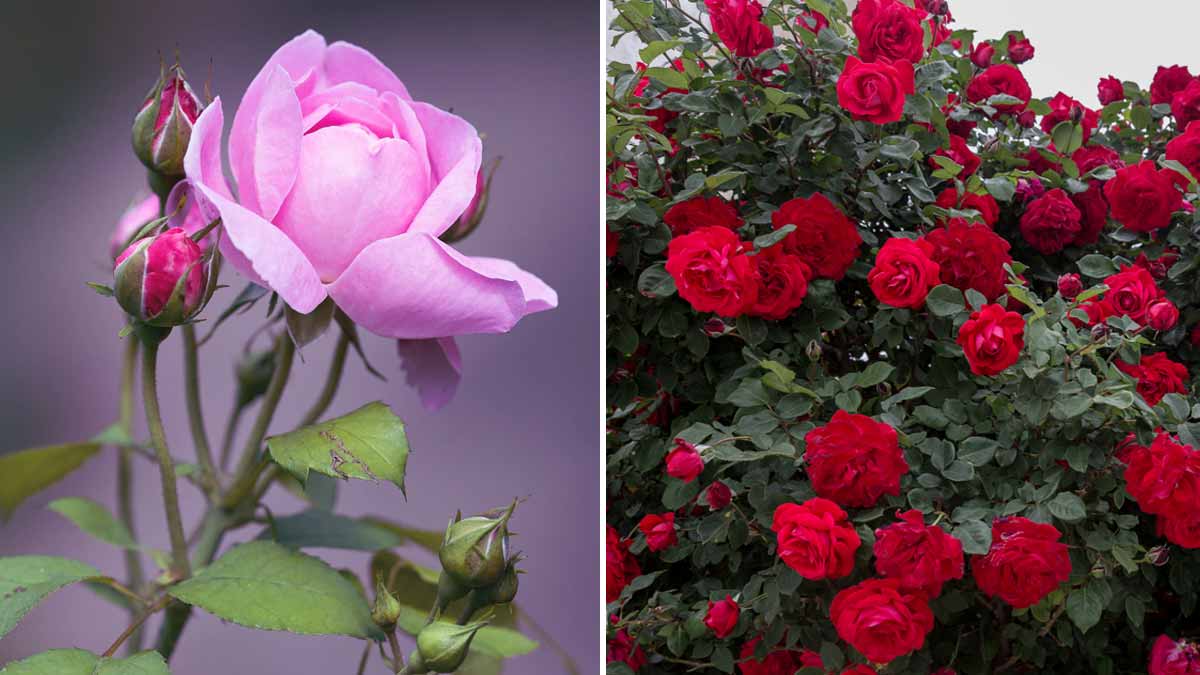 How To Get Maximum Flowers On A Rose Plant In Summers? | HerZindagi