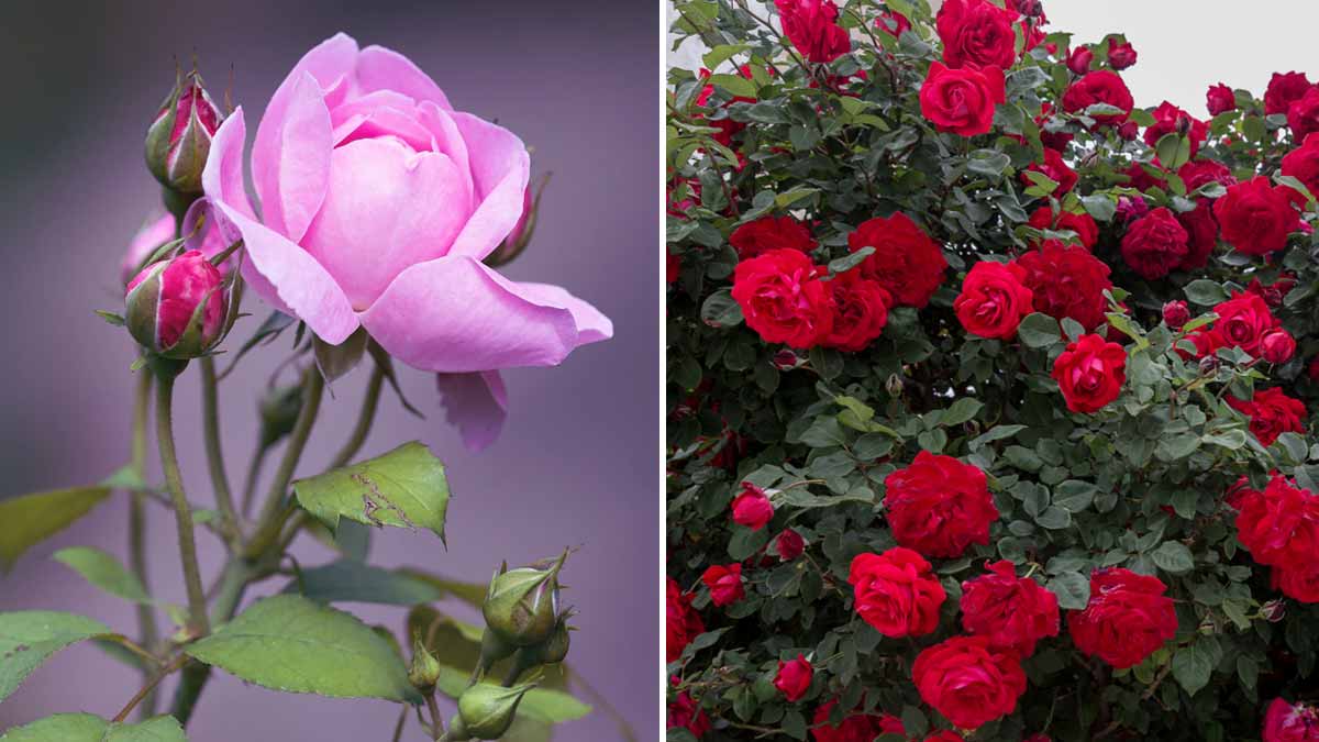 How to Prepare for Rose Bloom Season