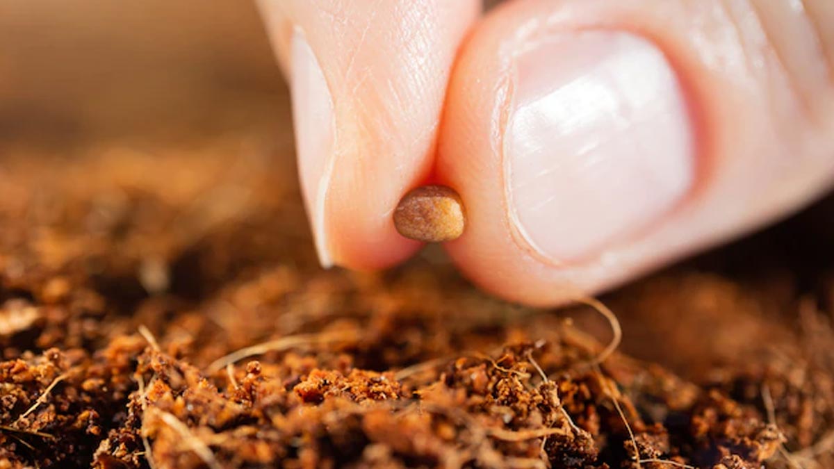 Lemon plant from seeds