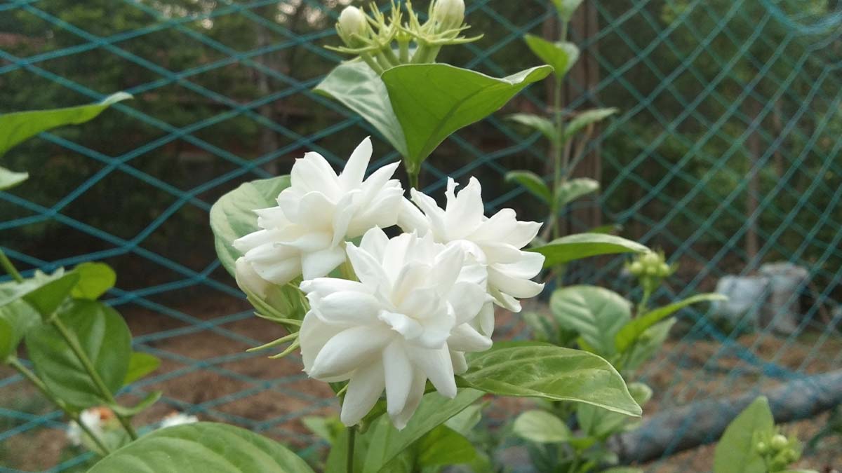 Jasmine Plant | Mogra Plant | Flowers In Mogra | HerZindagi