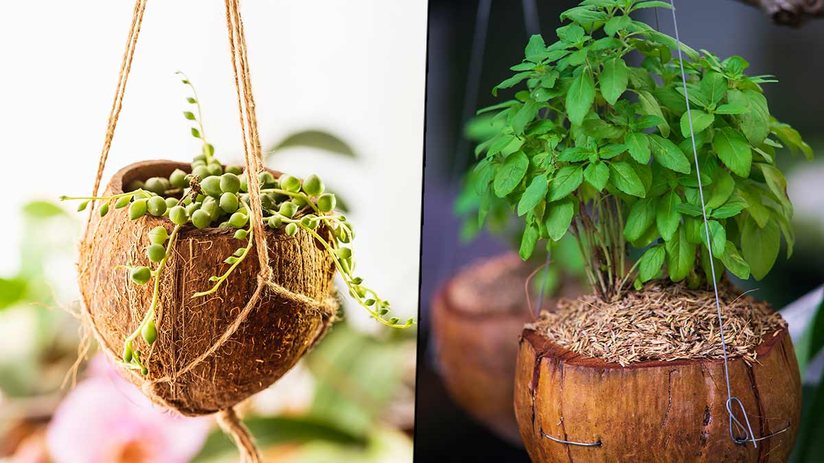 Plants Can Be Grown In Coconut Shell m
