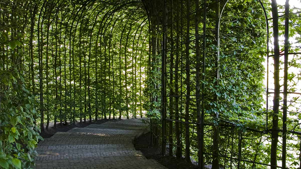 Pothos plant curtains