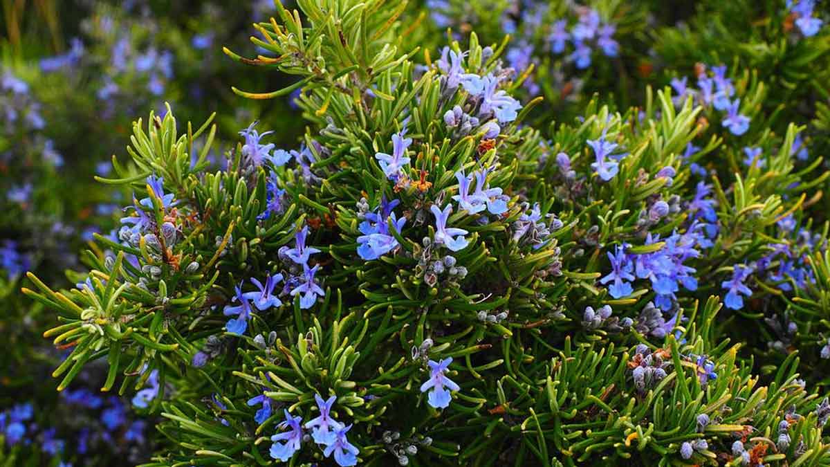 Rosemary plant