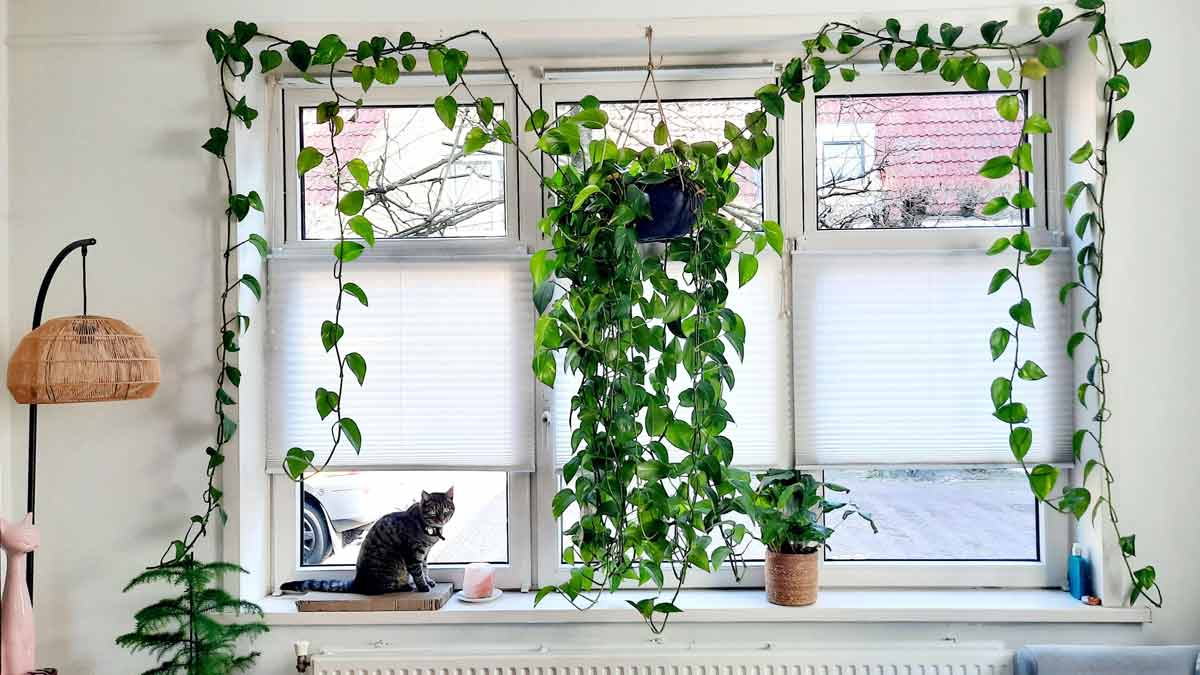 What is Green curtains in hindi