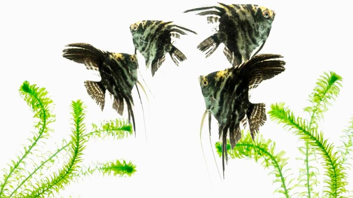 angelfish is lucky for home