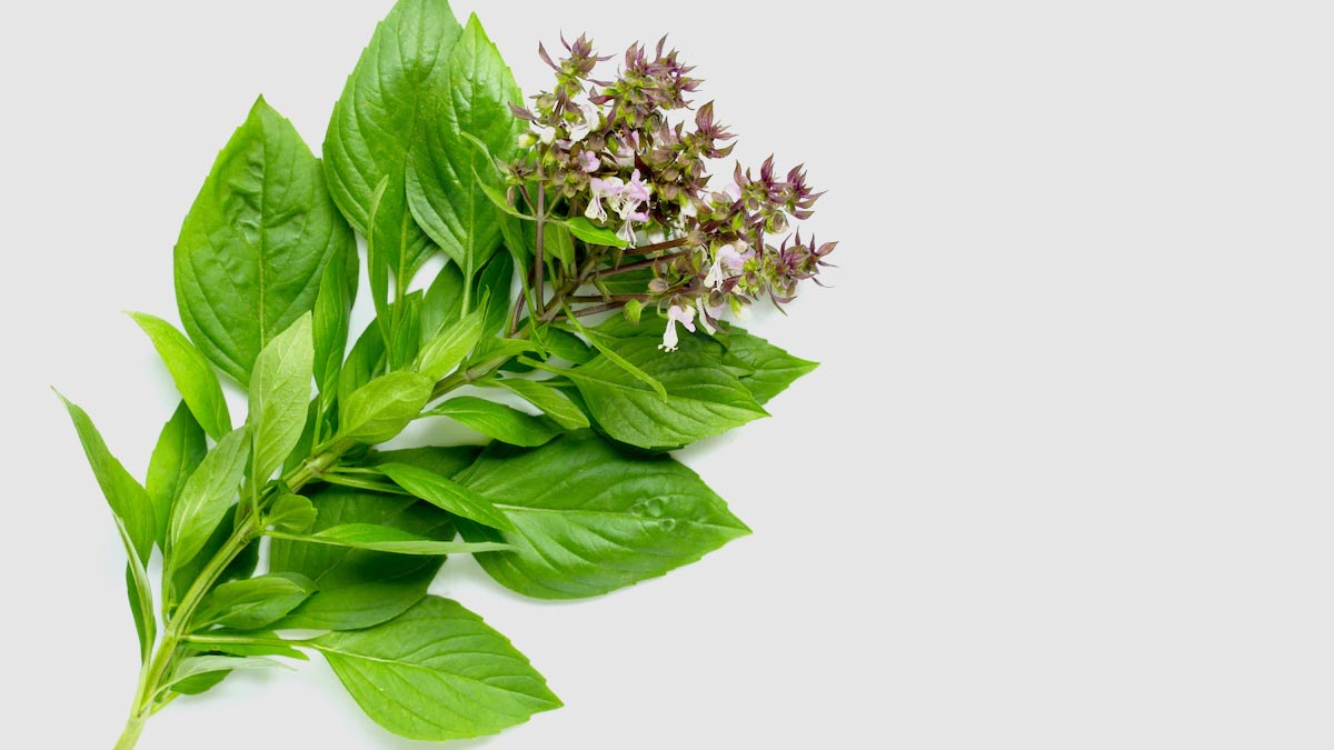 basil leaves easy tips