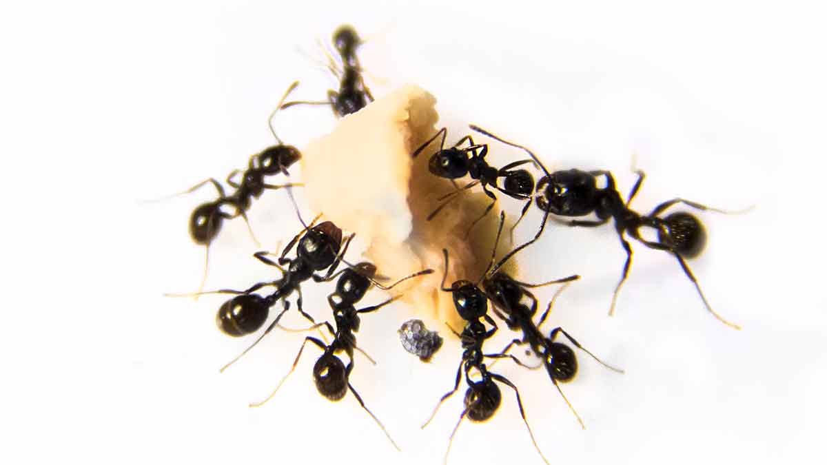 black ants vs red ants