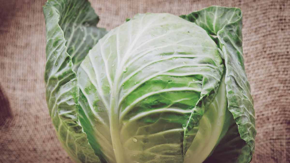 cabbage food anti ageing